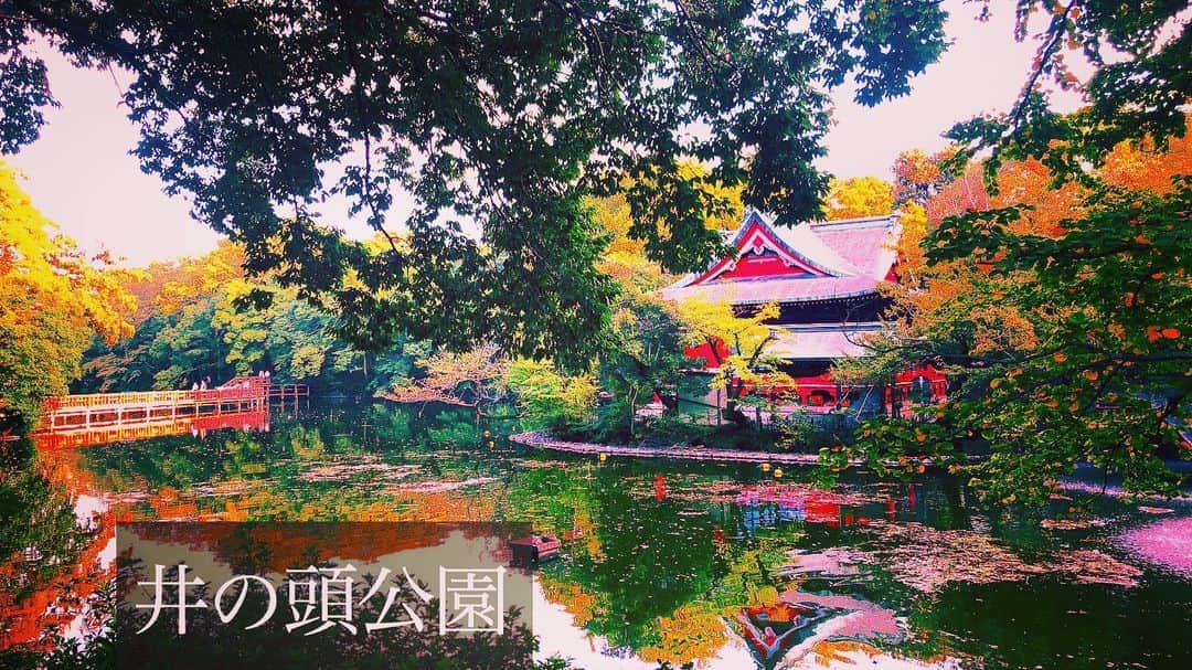 大山恵理乃さんのインスタグラム写真 - (大山恵理乃Instagram)「弁才天さんのお堂までは﻿ 来た事がなかったけど、﻿ 凄く良き。﻿ ﻿ 何度も来ている井の頭公園やけど﻿ 初めて見る場所からの風景に感動した﻿ ﻿ ﻿  ﻿風景と共に撮影して頂いてる作品ギャラリーはコチラ↓↓  @eristavi_official さん  ﻿ ﻿ 넓고 아름다운 공원. ﻿ ﻿ ﻿ ﻿ ﻿ #井の頭公園  #이노가시라공원  #inokashirapark #夕陽」12月19日 15時02分 - erino_ohyama