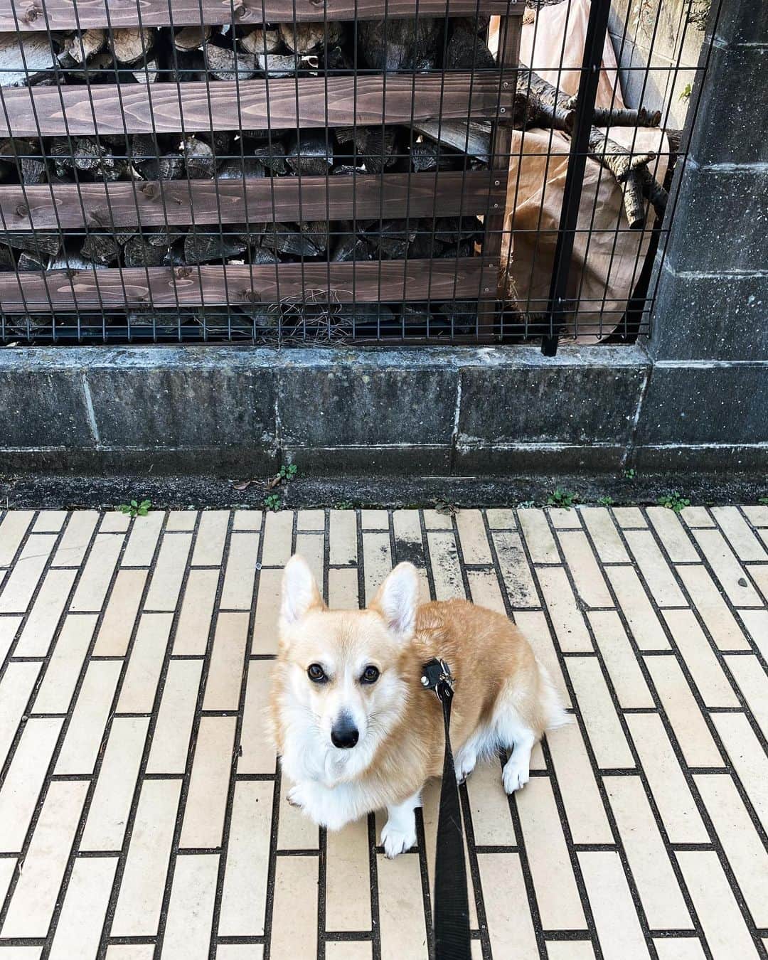 maggydaisyのインスタグラム：「_  朝さんぽ  薪の燃えるいい香り ネパールを思い出す 暖炉のあるお家、いいなぁー  #maggydaisymore20201219 #corgi #コーギー #犬のいる暮らし #里親」