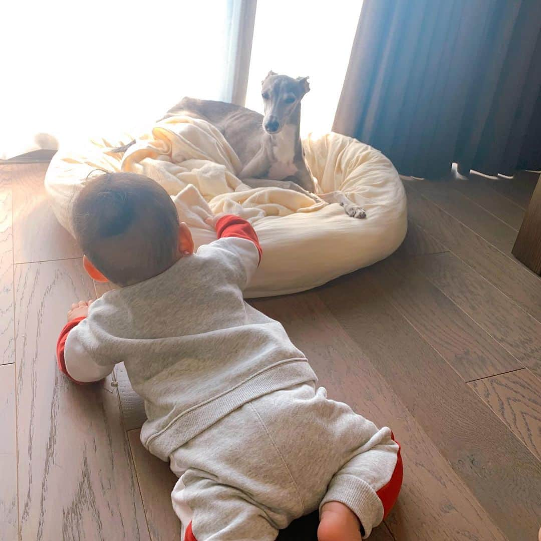 簑島宏美のインスタグラム：「* ***** He gazed with kind eyes no matter what his little brother was doing🐶💓 ***** ハウルはいつでも優しい眼差しで息子を見つめていました☺️ ハイハイをするようになってからは、ハウルの心配症も一層加速して、常に息子のそばにいようとしてくれていました。 息子もそんな優しいハウルが大好きでした。  ハウル、息子はもう立ち上がるようになったよ。ハウルがいたら、息子が立ち上がろうとして倒れるたびに心配して駆けつけていたかな。 過保護なお兄ちゃんだから、ペロペロしていたかもしれないね。  2人の微笑ましいやりとりが見られないのはとても寂しく悲しいですが、いつか…またいつか、🐶を我が家に迎えたいと思っています。 その時はきっと、ハウルの優しさを存分に感じた息子が、今度は頼もしいお兄ちゃんとなって、🐶と接してくれると思います。  ハウル、今もきっと息子のそばにいると思うけど、心配いらないよ😉✨ 息子はニコニコ元気いっぱいに過ごしているからね☺️✨ ***** #イタグレ#イタリアングレーハウンド#italiangreyhound#dogstagram#イタグレとの暮らし#iggysofinstagram#iggygram #iggylove#iggylife#犬のいる暮らし#イタグレ服#iggysoftheworld #iggysofinstagram #dogsofig #dogsofinstagram #犬好きな人と繋がりたい#おんせん県おおいた#新米ママ#生後10ヶ月#10ヶ月baby#10ヶ月ベビー#ベビスタグラム#babyanddog」