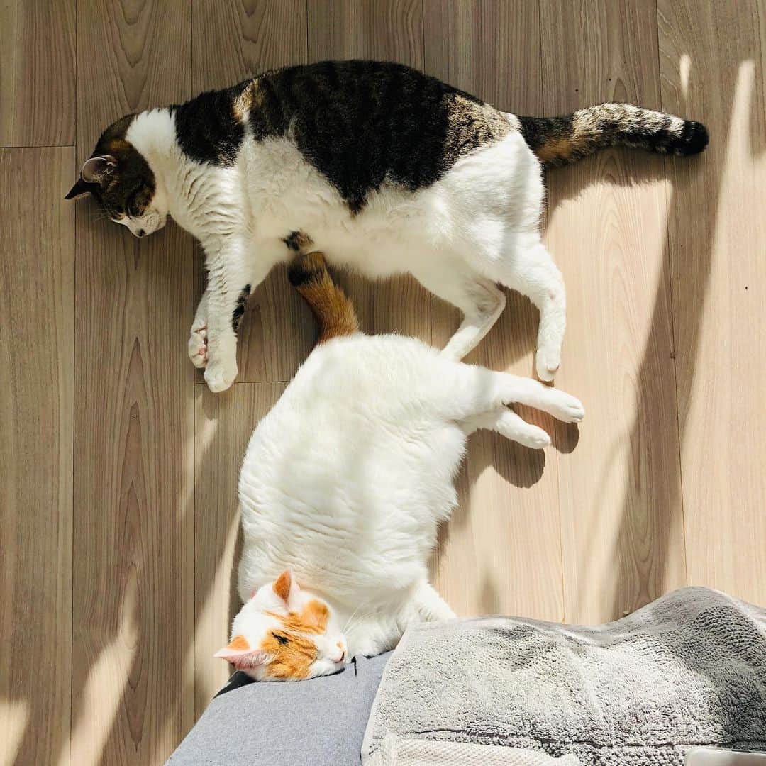 池田有希子さんのインスタグラム写真 - (池田有希子Instagram)「猫冠に逆さ猫で「ひだまり」と読みます。音読みは「ｽﾔｧ」。最後の猫首のところはハネではなくトメですね。猫漢字検定二級の過去問題です。 #catstagram」12月19日 10時09分 - yukikoikeda