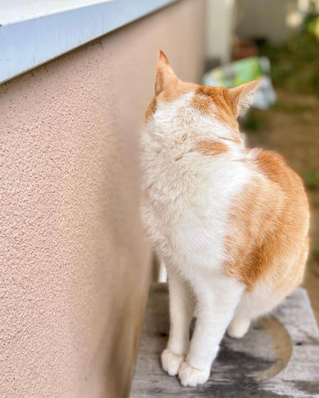 にしおかすみこさんのインスタグラム写真 - (にしおかすみこInstagram)「#猫ちゃん 「こっち向いて〜」としつこくしたら、 一回だけ向いてくれて、このお顔。。 それをおのちゃんが撮っていた。。 #小野真弓　ちゃん😊」12月19日 10時09分 - nishioka_sumiko