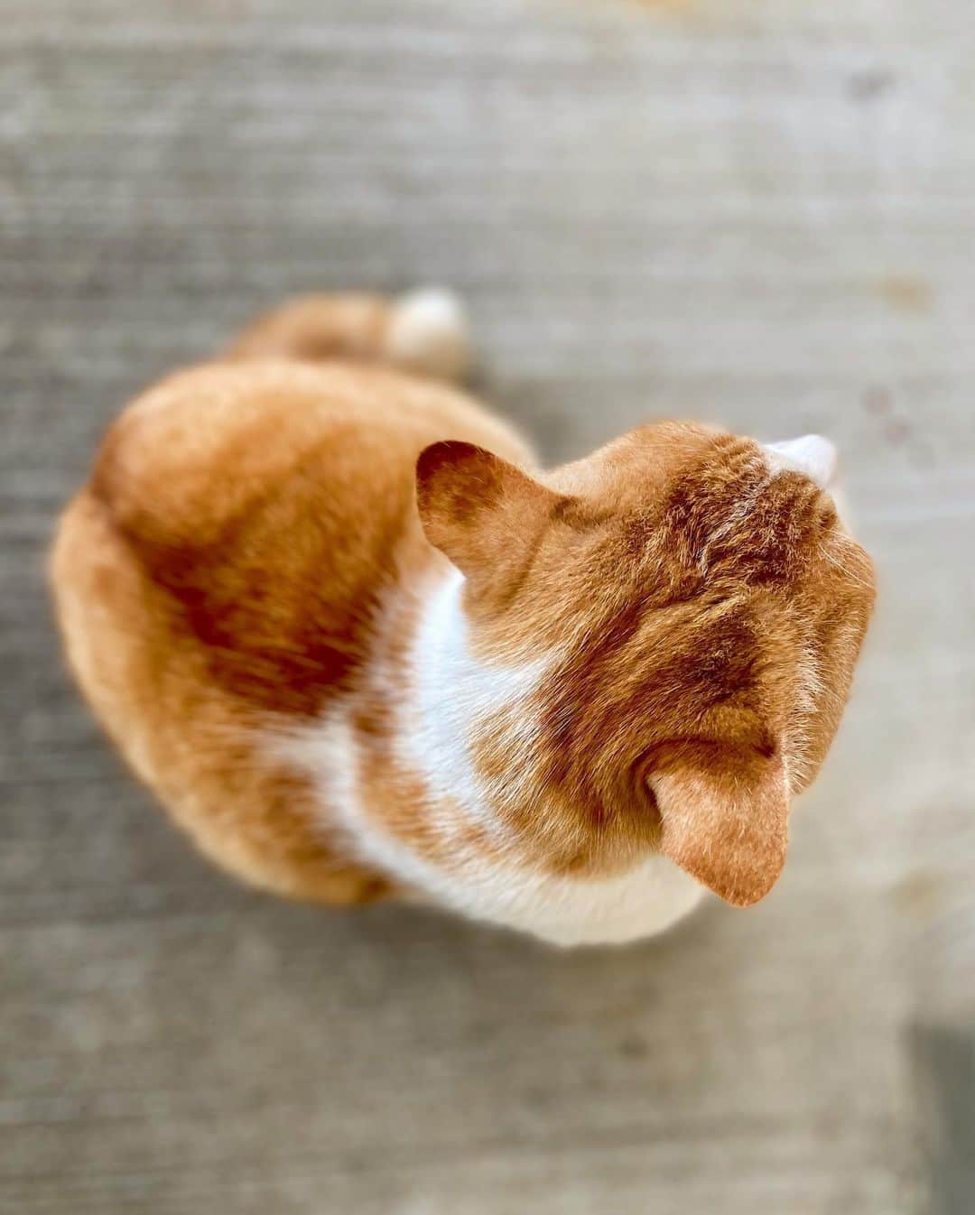 にしおかすみこさんのインスタグラム写真 - (にしおかすみこInstagram)「#猫ちゃん 「こっち向いて〜」としつこくしたら、 一回だけ向いてくれて、このお顔。。 それをおのちゃんが撮っていた。。 #小野真弓　ちゃん😊」12月19日 10時09分 - nishioka_sumiko