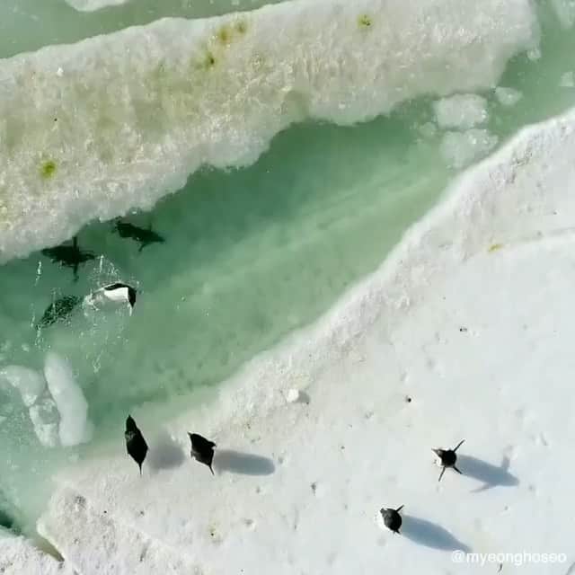 WildLifeのインスタグラム：「Penguin natural waterpark 🐧😍 🎥 by @myeonghoseo on 1st of June : “Female penguins swimming in the melt pond before going to the sea for fishing. They leave their male penguins which incubate eggs on the nest.  Penguin's pooh is green in this season. Because they don't eat anything during mating and nesting.”」