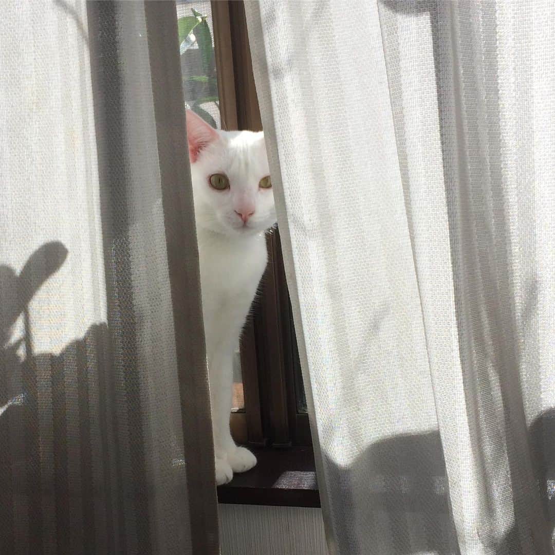 岡田屋鉄蔵さんのインスタグラム写真 - (岡田屋鉄蔵Instagram)「出窓風に改造したいな」12月19日 10時25分 - nabhamab