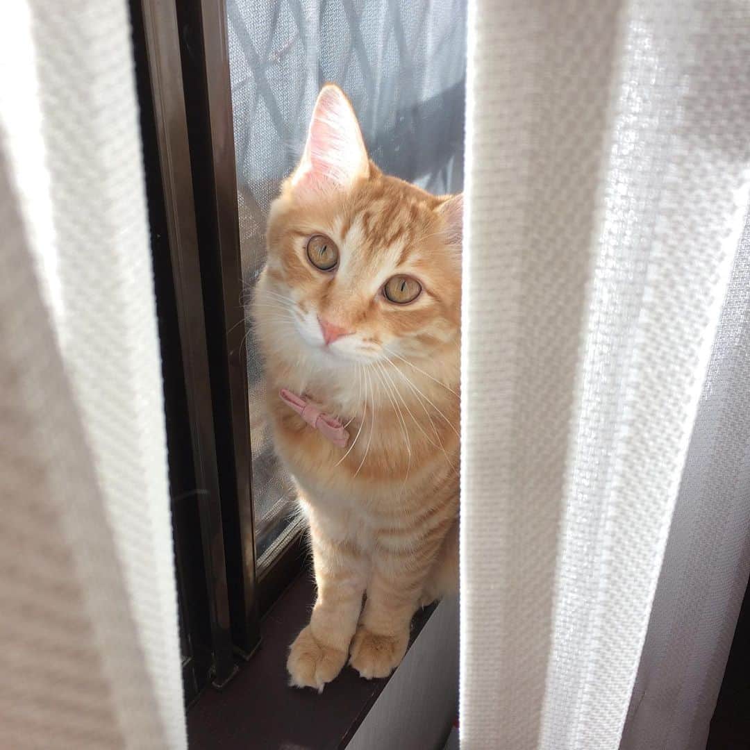 岡田屋鉄蔵さんのインスタグラム写真 - (岡田屋鉄蔵Instagram)「出窓風に改造したいな」12月19日 10時25分 - nabhamab