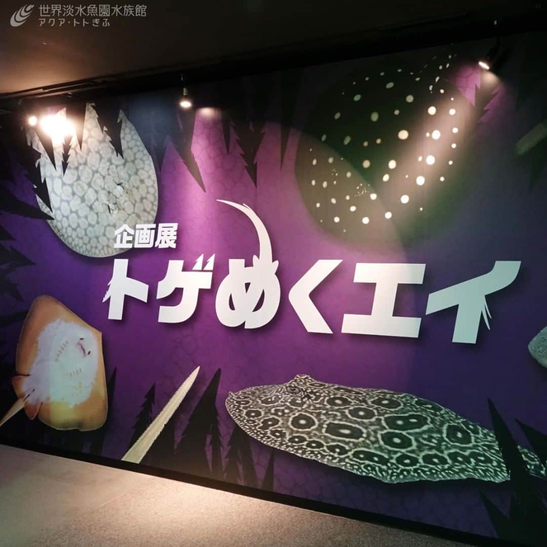 世界淡水魚園水族館 アクア・トト ぎふのインスタグラム：「新しい企画展「トゲめくエイ」がスタートしました！ トゲめくエイの魅力をご堪能ください。  展示中のエイの姿も投稿していきますので、お楽しみに。  #アクアトト #アクアトトぎふ #アクアトト岐阜 #aquarium #エイ#トゲめくエイ」