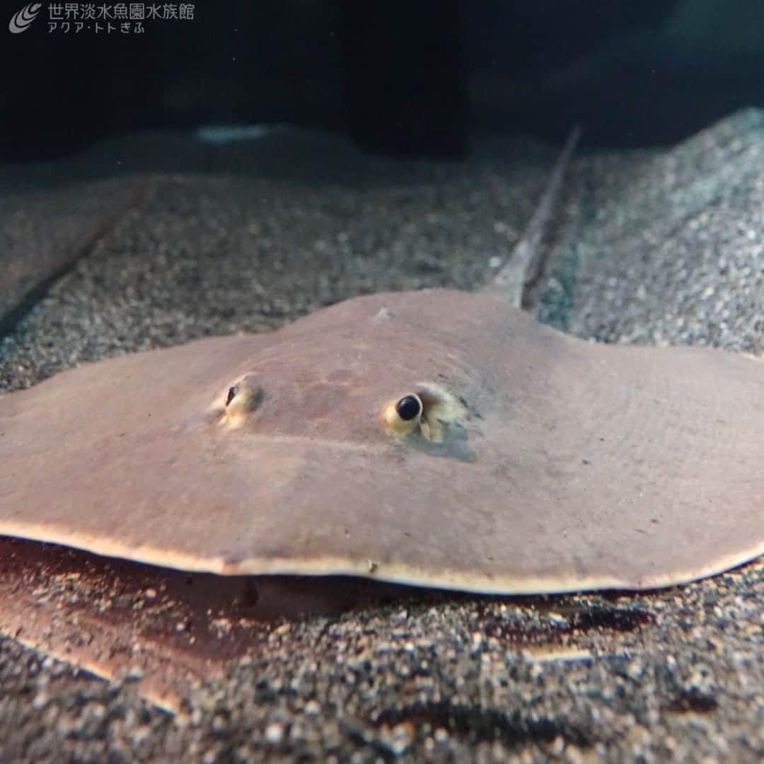 世界淡水魚園水族館 アクア・トト ぎふのインスタグラム：「メコン川の固有種と考えられている、ヘミトリゴン・ラオスエンシスです。  目が全体的に黒いからか、つぶらな感じに見えませんか？  #アクアトト #アクアトトぎふ #アクアトト岐阜 #aquarium #エイ#トゲめくエイ#Mekongstingray#Hemitrygonlaosensis」