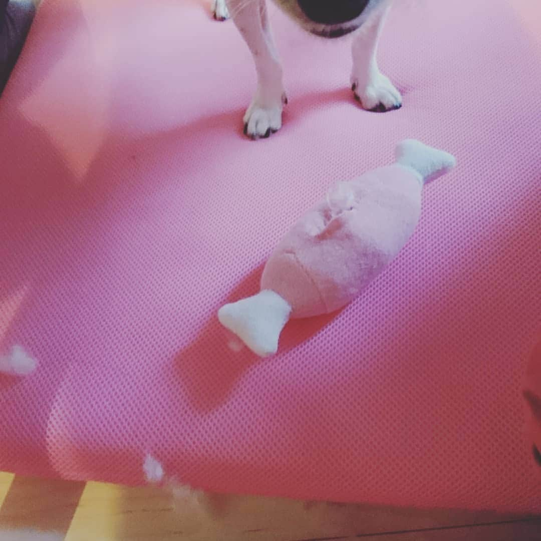 愛華みれさんのインスタグラム写真 - (愛華みれInstagram)「破壊王、 今、新しく、渡したのに、👀  🐶あ、😅見つかった💦💦」12月19日 10時44分 - mireaika