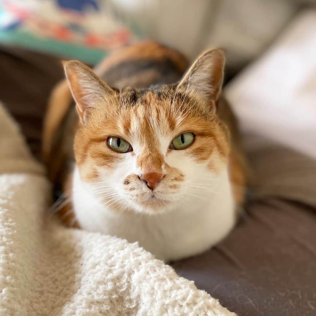 のインスタグラム：「おはよ #ポチ実 #三毛猫」