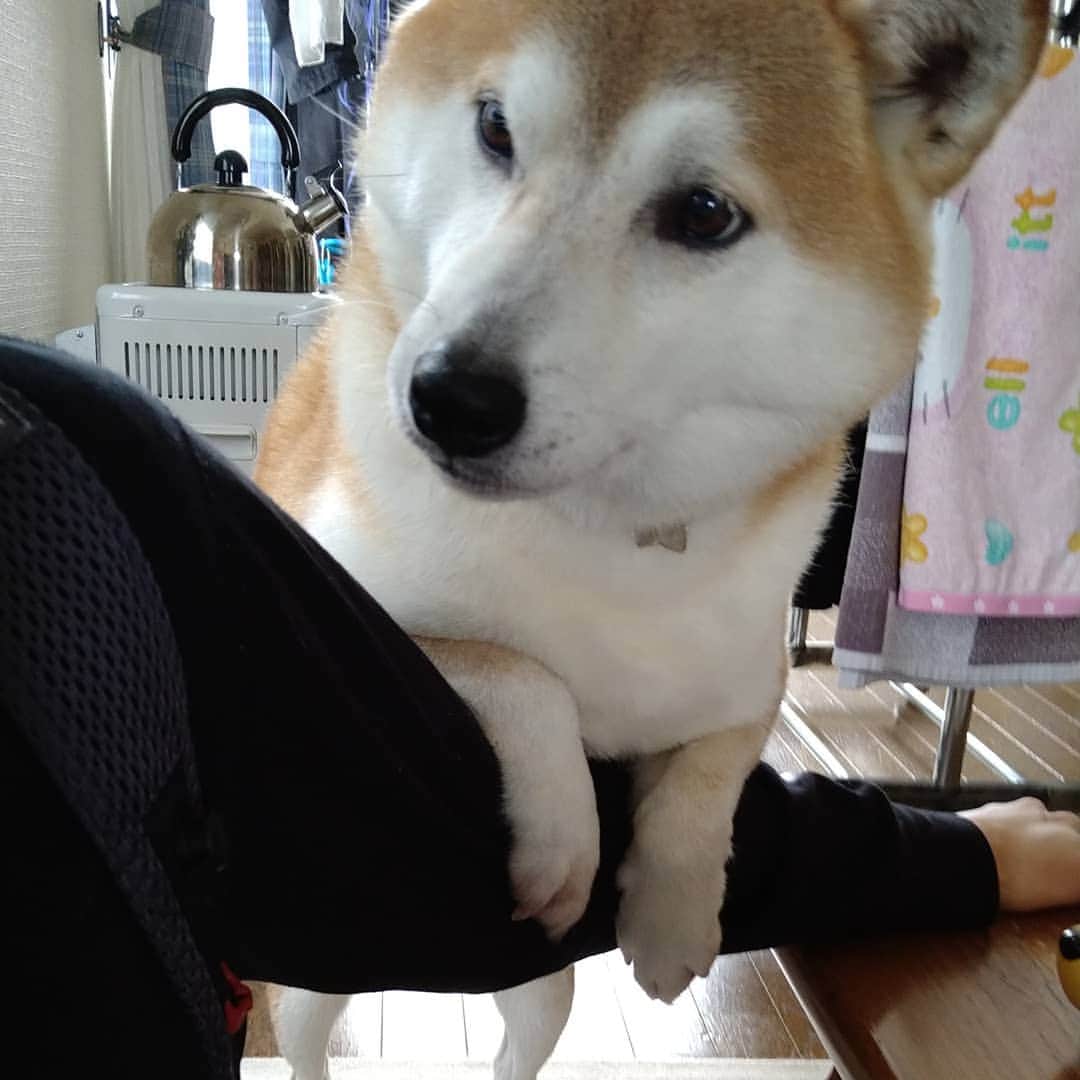 柴犬⭐️サスケのインスタグラム：「こんにちわん #ちょーだい#パンくれ#柴北会 #赤柴#柴犬#犬ら部 #ふわもこ部 #わんだフォ #いぬのいる生活 #いぬのいる暮らし #レガリエ部 #北海道#茶助#pecoいぬ部 #shibagram #shibasnap #shibastagram #🐶📷#🐶#🐕‍🦺」