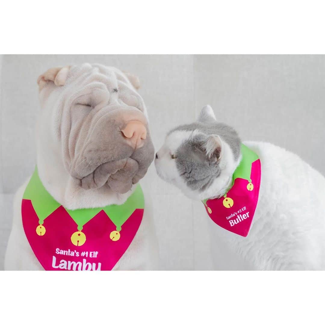annie&pADdinGtoNさんのインスタグラム写真 - (annie&pADdinGtoNInstagram)「If kisses were snowflakes, I’d send you a blizzard 🌨 🤍 #love #merrychristmas #lambington #butler #sharpei #britshshorthair #cat #cats #dog #dogs #catsofinstagram #dogsofinstagram #brothers #christmas #kisses #quotes #instagood #weeklyfluff #instadaily #squishyfacecrew #idpetcrew」12月19日 11時36分 - anniepaddington