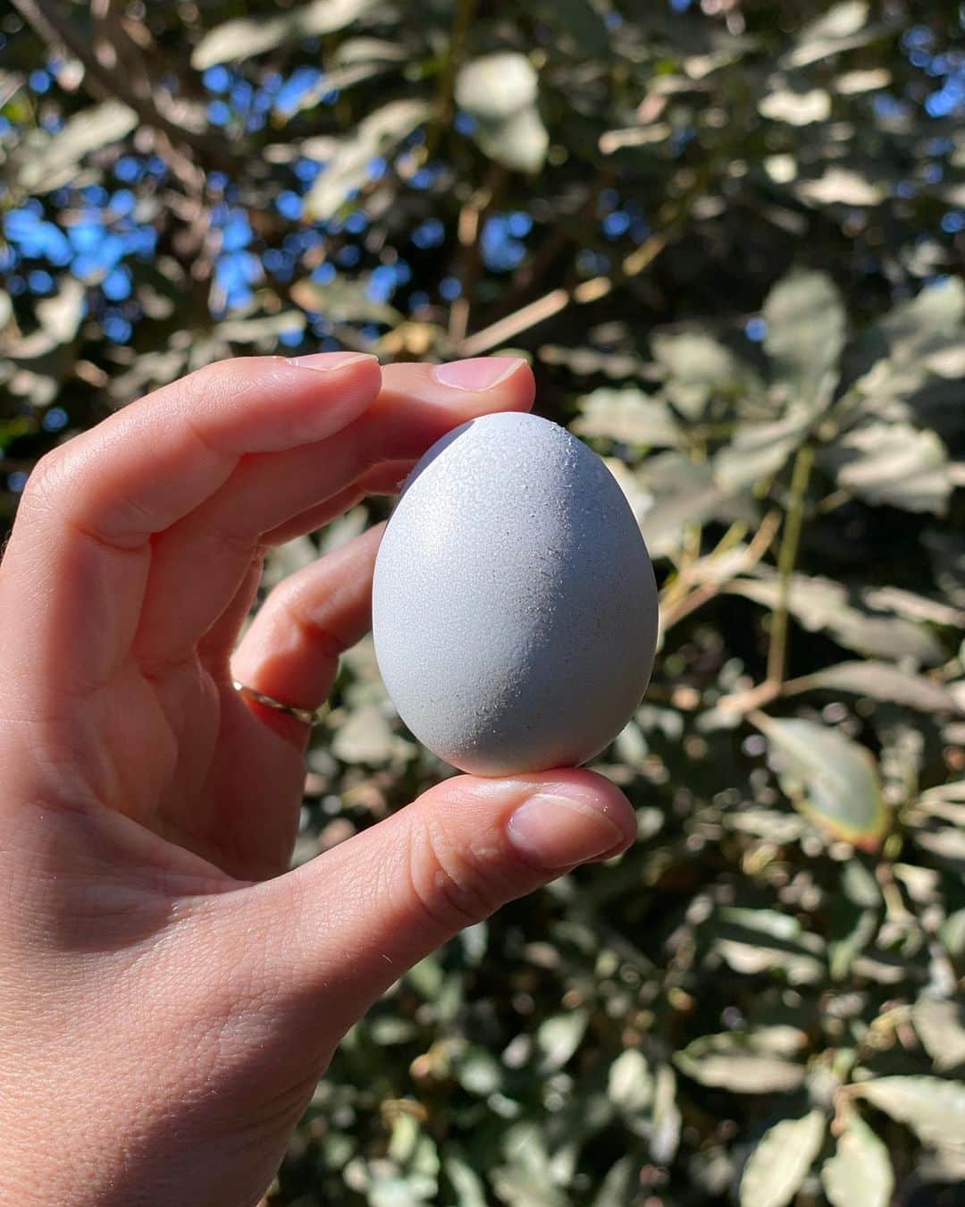 ソフィア・ブッシュさんのインスタグラム写真 - (ソフィア・ブッシュInstagram)「I present to you ... our first egg. It’s official. Dolores is the first egg-layer. The lil’ hobby farm is growin’!! Happy Friday everyone!💙🥚🌟」12月19日 11時54分 - sophiabush