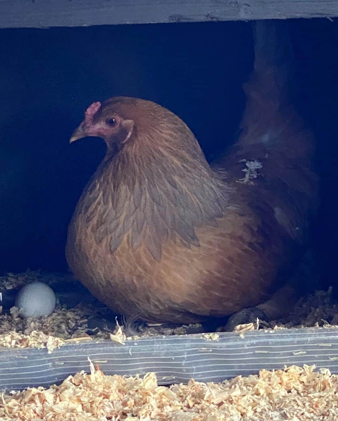 ソフィア・ブッシュさんのインスタグラム写真 - (ソフィア・ブッシュInstagram)「I present to you ... our first egg. It’s official. Dolores is the first egg-layer. The lil’ hobby farm is growin’!! Happy Friday everyone!💙🥚🌟」12月19日 11時54分 - sophiabush