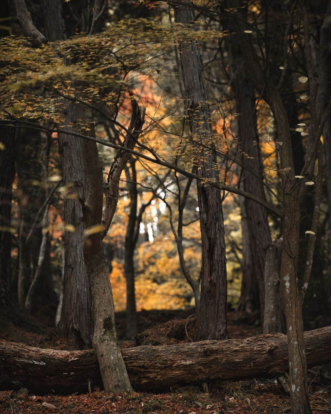 大越光貴さんのインスタグラム写真 - (大越光貴Instagram)「紅葉が覗ける山の中の小窓🍁  Autumn leaves through the natural window.  #2020autumn #autumninjapan #seaofclouds #japaneselandscape #japaneseautumn #love_hyogo #machupicchu #紅葉 #朝来山 #雲海 #朝焼け #竹田城 #竹田城跡 #紅葉狩り #紅葉2020 #紅葉ハンター #日本の絶景 #死ぬまでに行きたい日本の絶景 #絶景ハンター #ファインダー越しの私の世界」12月19日 12時33分 - koukoshi