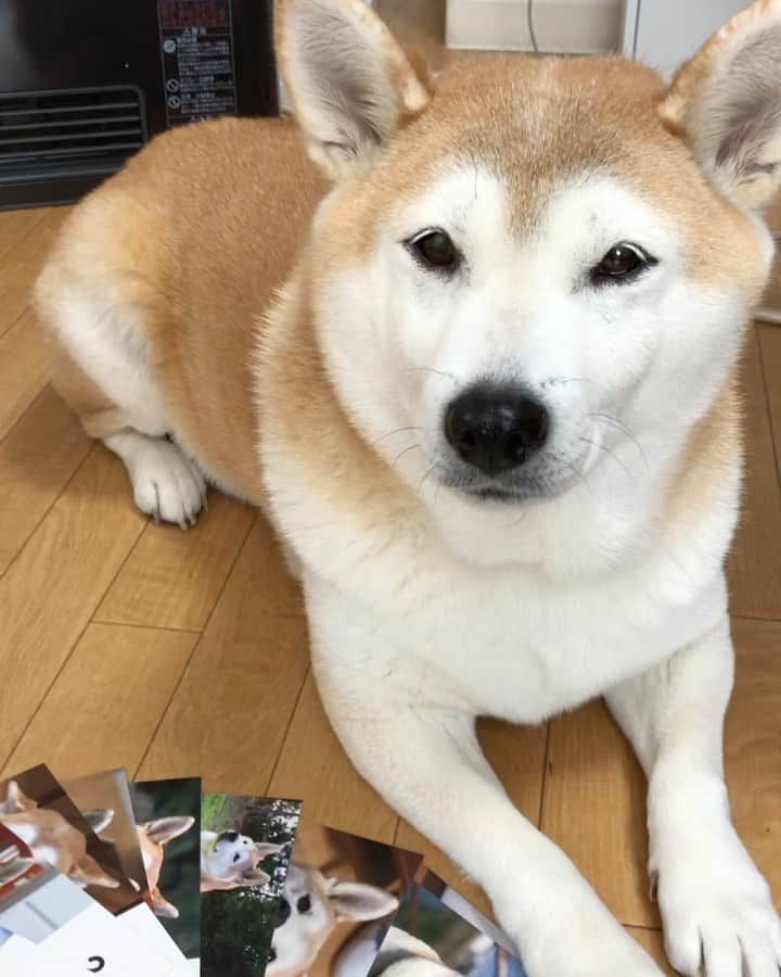 こなつのインスタグラム