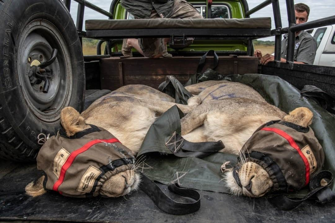 ナショナルジオグラフィックさんのインスタグラム写真 - (ナショナルジオグラフィックInstagram)「Photo by @amivitale / Hooded, sedated lions are transported and unloaded in Mozambique as villagers watch. Lions’ eyes don’t close when the animals are sedated, so they’re fitted with hoods to protect their eyes from the light. These lions were part of an international transfer of 24 lions from South Africa, the largest lion relocation ever undertaken. After years of civil war in Mozambique, lions were all but lost in the Zambezi Delta region. Just a few decades ago, prides of lions once roamed the game-rich wetlands. But their numbers were decimated when their prey was overhunted during the drawn-out Mozambican civil wars, which raged from 1977 to 1992. Across Africa, a similar decline is occurring, with wild lion numbers dropping 42 percent in the last two decades, mostly as a result of habitat loss. This translocation has restored the apex predator to its ancestral lands, and it is estimated that the population could grow to as many as 500 within 15 years. Already, more than 35 cubs have been born since the lions’ release.  I covered this historic undertaking for my @natgeo story. Learn more by following @amivitale and reading "How the world’s largest lion relocation was pulled off." @zambezedeltaconservation @thephotosociety #lions #stoppoaching #africa #oneeyeopen #mozambique   Check out Nat Geo's link in bio for more on this story.」12月19日 12時34分 - natgeo