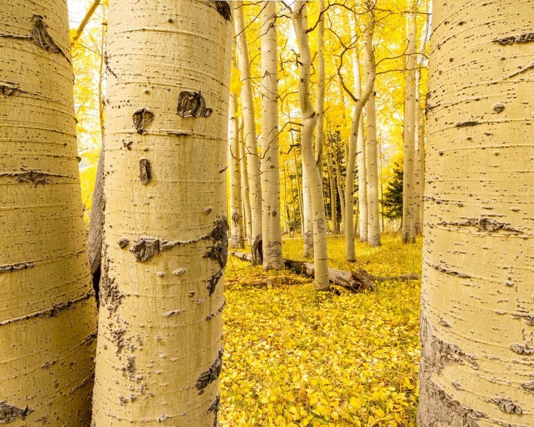 National Geographic Travelさんのインスタグラム写真 - (National Geographic TravelInstagram)「Photo by @stephen_matera / Aspens are seen in the fall near Ridgway, Colorado. Aspen trees grow in clonal colonies and spread through a root system. A colony can live for tens of thousands of years, like the so-called Pando colony in Utah, estimated to be 80,000 years old! Follow me @stephen_matera for more images like this from Colorado and around the world. #autumn #colorado」12月19日 12時34分 - natgeotravel