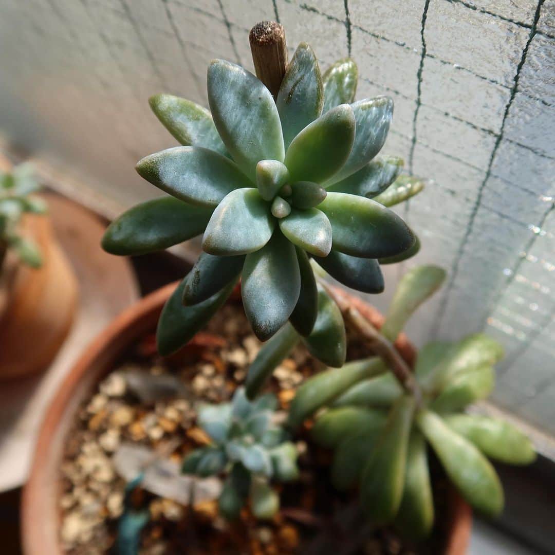 のインスタグラム：「13時にYouTube動画うpされます🌱 私の可愛いグラプトペタルムちゃんを見てっ！🤩  📸Canon G7X Mark 3 #多肉植物 #グラプトペタルム #nofilter」