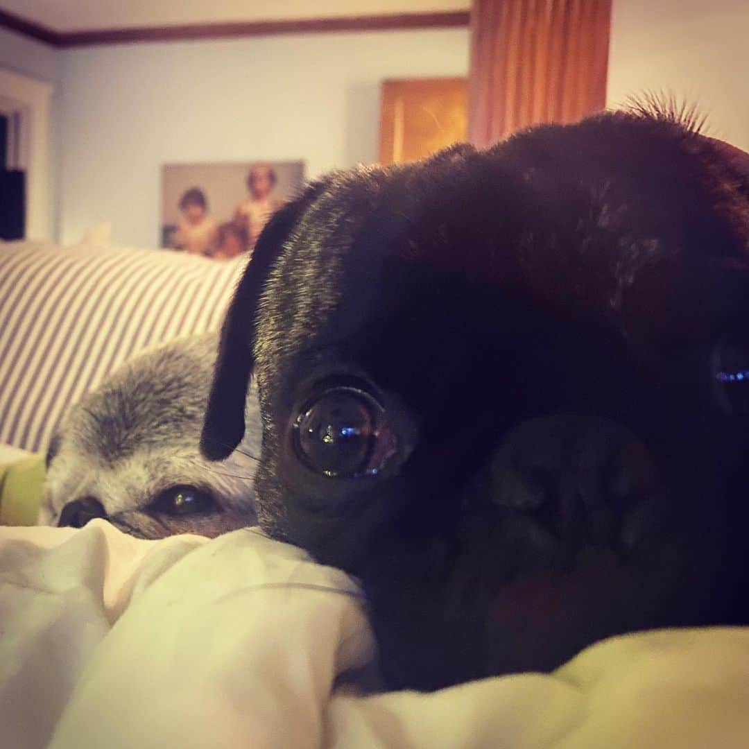 pugsofinstagramさんのインスタグラム写真 - (pugsofinstagramInstagram)「Two extra clingy pugs on a Friday night.」12月19日 12時47分 - pugsofinstagram