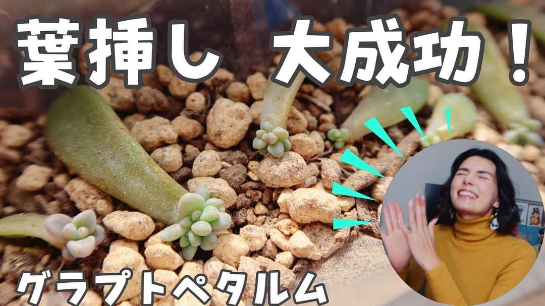 のインスタグラム：「YouTube動画うp🌱 この秋、多肉植物の葉挿しに大成功しました！ 私の可愛いグラプトペタルムちゃん達を見てっ！！！😍  リンクはストーリーと私のツイッターから😉」