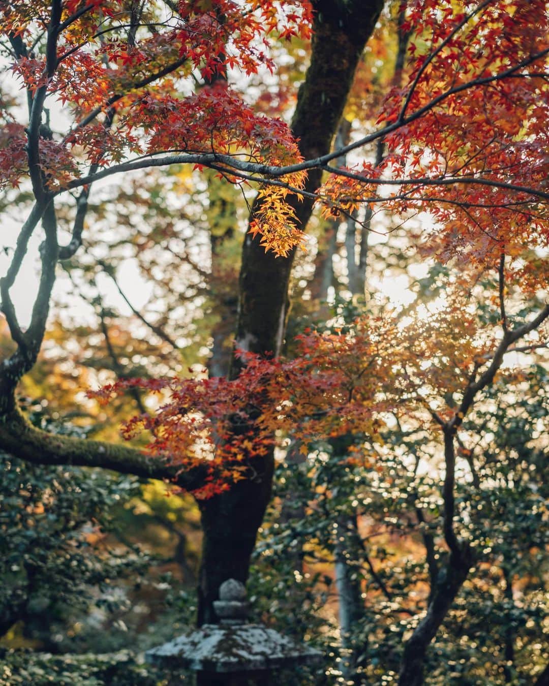 清水寺さんのインスタグラム写真 - (清水寺Instagram)「Jojuin garden  成就院」11月25日 20時52分 - feel_kiyomizudera