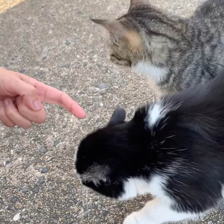 風間ゆみえのインスタグラム：「港にねこ」
