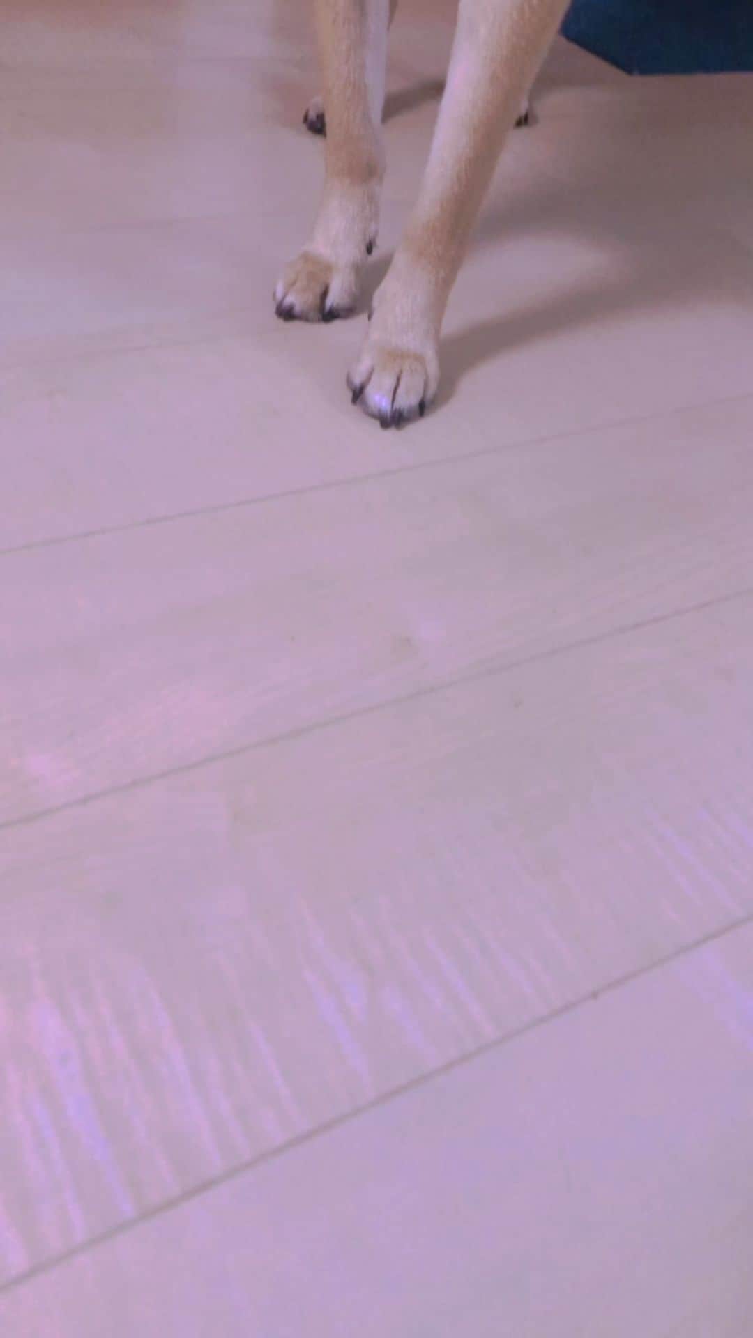 佐々木海のインスタグラム：「鬼滅ブームに乗っかりました。 #鬼滅の刃 #犬の呼吸 #犬 #イヌ #イヌスタグラム #いぬすたぐらむ #犬バカ部 #いぬばか部 #ふわもこ部 #犬のいる暮らし #保護犬 #元野犬 #雑種 #雑種犬 #ビビり犬 #里親 #保護犬を家族に #保護犬を飼おう #殺処分ゼロ #dog #dogs #dogstagram #doglove #doglover #doglovers #doglife #dogslife」