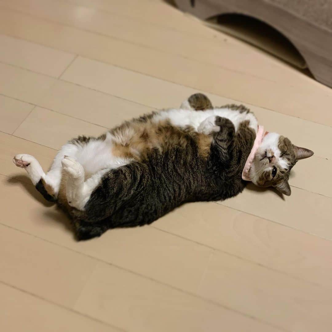 クマ・マロン・モモのインスタグラム：「床暖房サイコ〜😻  #猫 #cat #ねこ﻿ #catstagram #ilovecats ﻿ #猫と暮らす #保護猫﻿ #にゃんだふるらいふ﻿ #きじしろねこ」