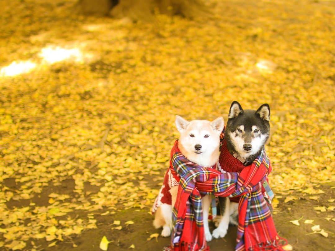 のインスタグラム：「🐶💛🐶  大きな銀杏の木の下で にぴきの世界🧣  今日はお世話係に あったかいお気持ち ありがとうございました🎂  Location:Tokyo (けんゆりおもひで秋photo🍁より)」