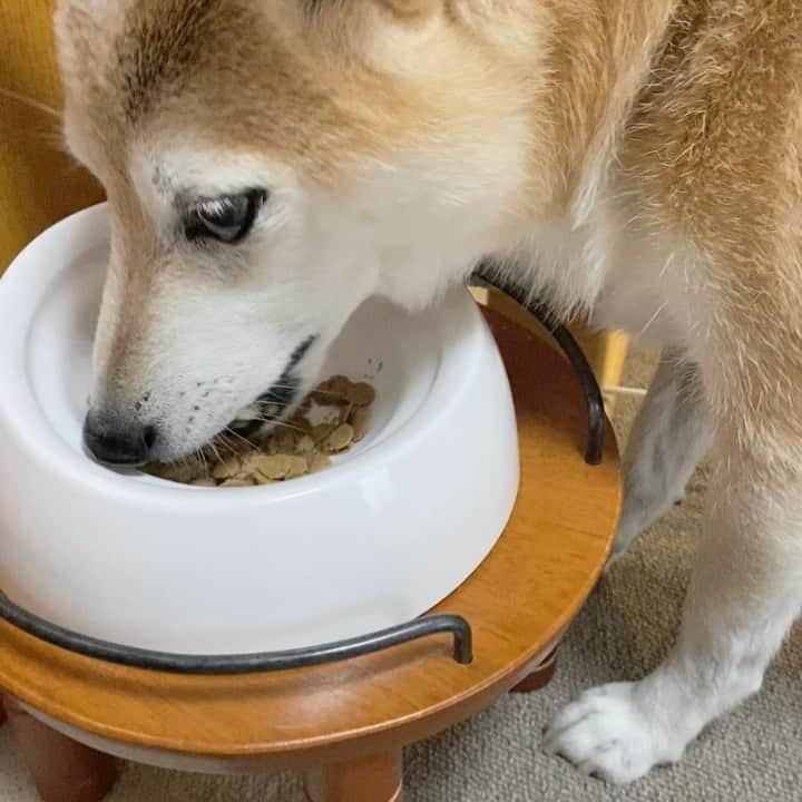 meekooのインスタグラム：「食欲はすっかり復活です💪🏻 どんどん元気になりますよ〜🤩 昨日の投稿に沢山の温かいコメントをありがとうございました。おかげでこんなにモリモリです😆✨ 少しスリムになった体型があっという間に戻りそう🐷」