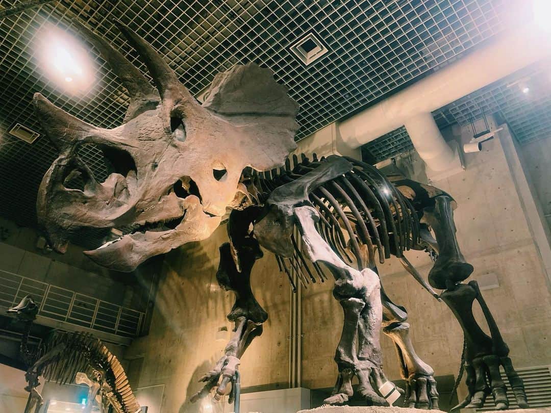 小此木まりさんのインスタグラム写真 - (小此木まりInstagram)「🦕  国立科学博物館 最高でした…！  宇宙の始まりから 生命の誕生 絶滅、進化…  そのどれもが なくてはならないもので  どこかのピースが 違っていたら 今ここに、 私やあなたは いないかもしれない。  「Now.Here.This.」 は、 そんなお話であります。  もっともっと、 自然と共存していかなければね。  それにしても  恐竜はとてつもなく大きくて 会ってみたかったけれど 実際いたらほんと こわいだろうなあ。笑  めちゃくちゃ、 かっこよかった！！  すべての展示に大興奮、 ずっと やば！とか すご！とか でか！とか 言ってました。笑  #国立科学博物館 #宇宙 の始まりから #現在 まで #人類 #進化 なのか #恐竜 #クロマニョン人 #動物の骨 でつくった #笛 #音楽  #🦕 #🦖」11月25日 21時33分 - mariokonogi