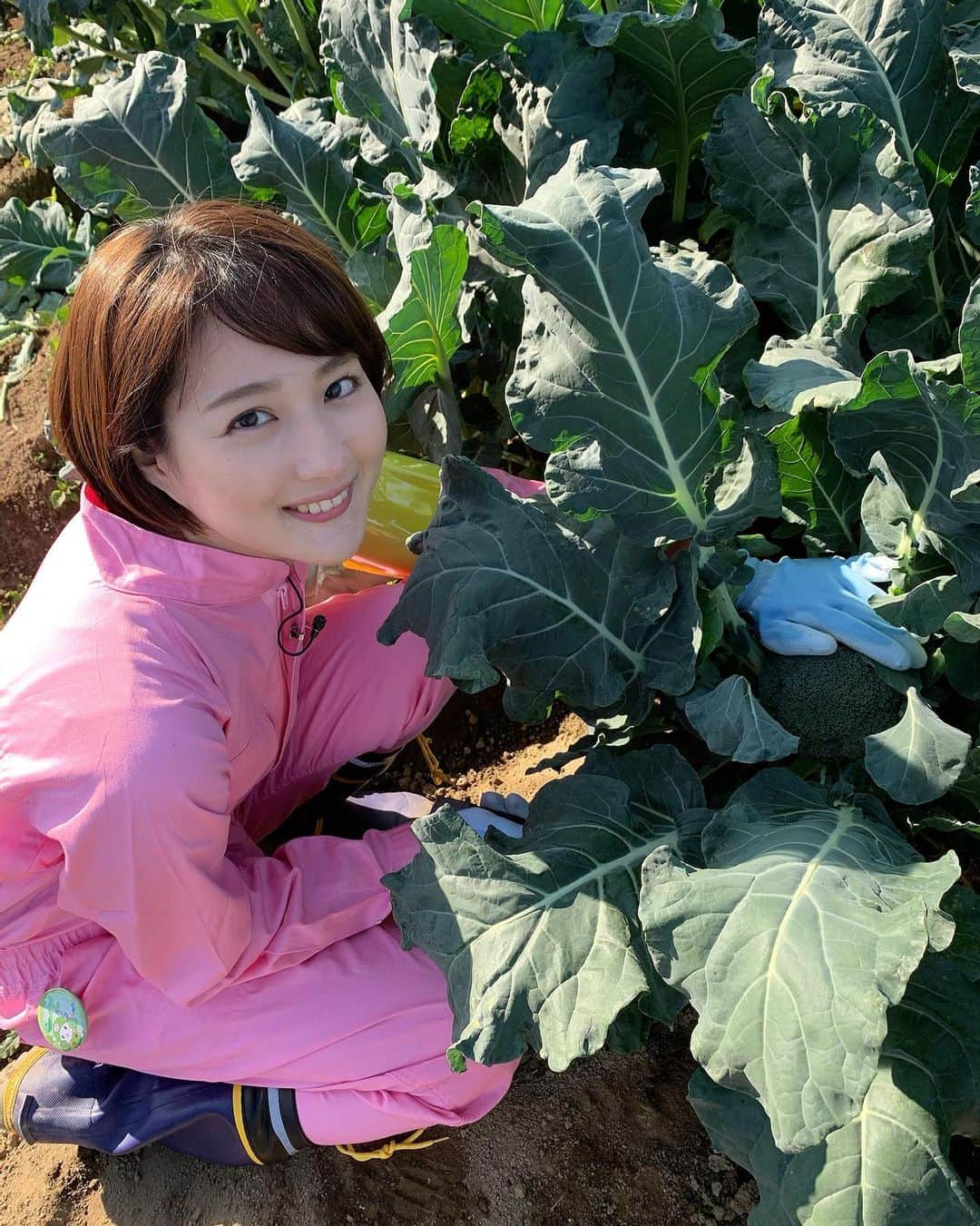 永尾亜子さんのインスタグラム写真 - (永尾亜子Instagram)「. 最近はいろんな食材を収穫したり釣ったりしています。 先週はブロッコリーの収穫のため、埼玉県深谷市の農家さんにお世話になりました！収穫は包丁を使うのですが、葉を切り落とすのが難しく、一個刈り取るのに農家の方が5秒ほどで終わる(神業です！)ところをわたしは30秒以上かけてしまいました。 収穫したブロッコリーはシュウマイにして頂いたのですが、甘くてシャキシャキで美味しかったです。 食べるのに夢中で料理の写真を撮り忘れました。 ごめんなさい！  #ブロッコリー #バイキングMORE」11月25日 21時27分 - ako_nagao