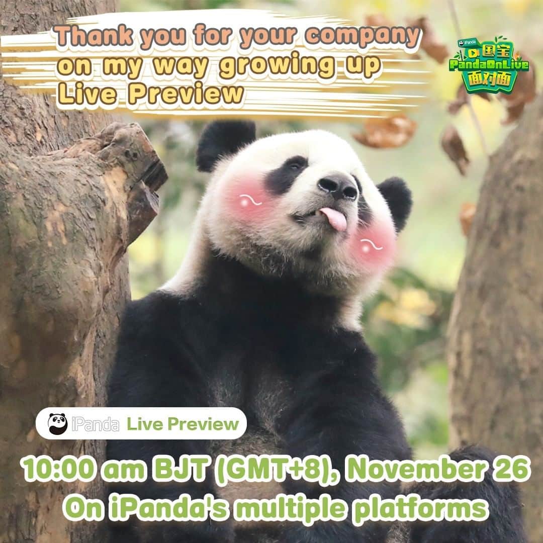iPandaさんのインスタグラム写真 - (iPandaInstagram)「Live Preview: Happy Thanksgiving! Baby pandas Ke Dou, Chuan Zai, Run Jiu, and Jin Yu, who were born in 2018, have already turned two years old, and their nannies' unreserved care and affection for them keep them company on their way to growing up. At 10:00 am on November 26 BJT (GMT+8) on Facebook, let's visit these four pandas and say "thank you" to their nannies and all the panda-lovers!😘 🐼 🐼 🐼 #Panda #iPanda #Cute #FBLive #BestJobInTheWorld #ThanksgivingDay」11月25日 21時30分 - ipandachannel