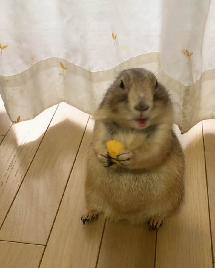 ikaoのインスタグラム：「くんた。Kunta. 柿も、まぁまぁ好き🔶 #prairiedog #プレーリードッグ #ふわもこ部」