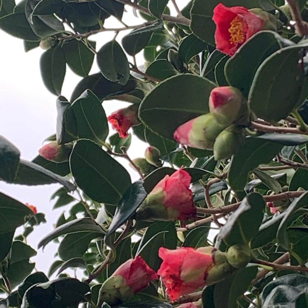 風間ゆみえさんのインスタグラム写真 - (風間ゆみえInstagram)「シンシアガーデンが手がけるオリジナルブランド「凛恋」の"椿" TSUBAKI OIL  加唐島に自生するワイルドな藪椿、1月から3月が開花時期になるのですが、少しフライング気味に早咲きの椿を愛でることができました。  島中の人々が家族ぐるみで、20ヘクタールに45000本ある藪椿の種をひろい、乾燥させ、熱を加えずに低温圧搾して、ワイルドクラフトのピュアな椿油が作られています。  椿油は、オレイン酸が約80%以上をしめる、肌の皮脂と同じ成分(トリグリセリド)が主成分のため、人の肌との親和性が高く、使い心地ちも、とにかく浸透性が良く、さらりとしているのに保湿力が素晴らしい。肌にも髪にも万能に使える、一家に2本くらい備えたいオイルです。  ホントにすごいよ。笑  @bxe_natural  @sincere_garden  @sincere.emi」11月25日 21時35分 - yumie_kazama