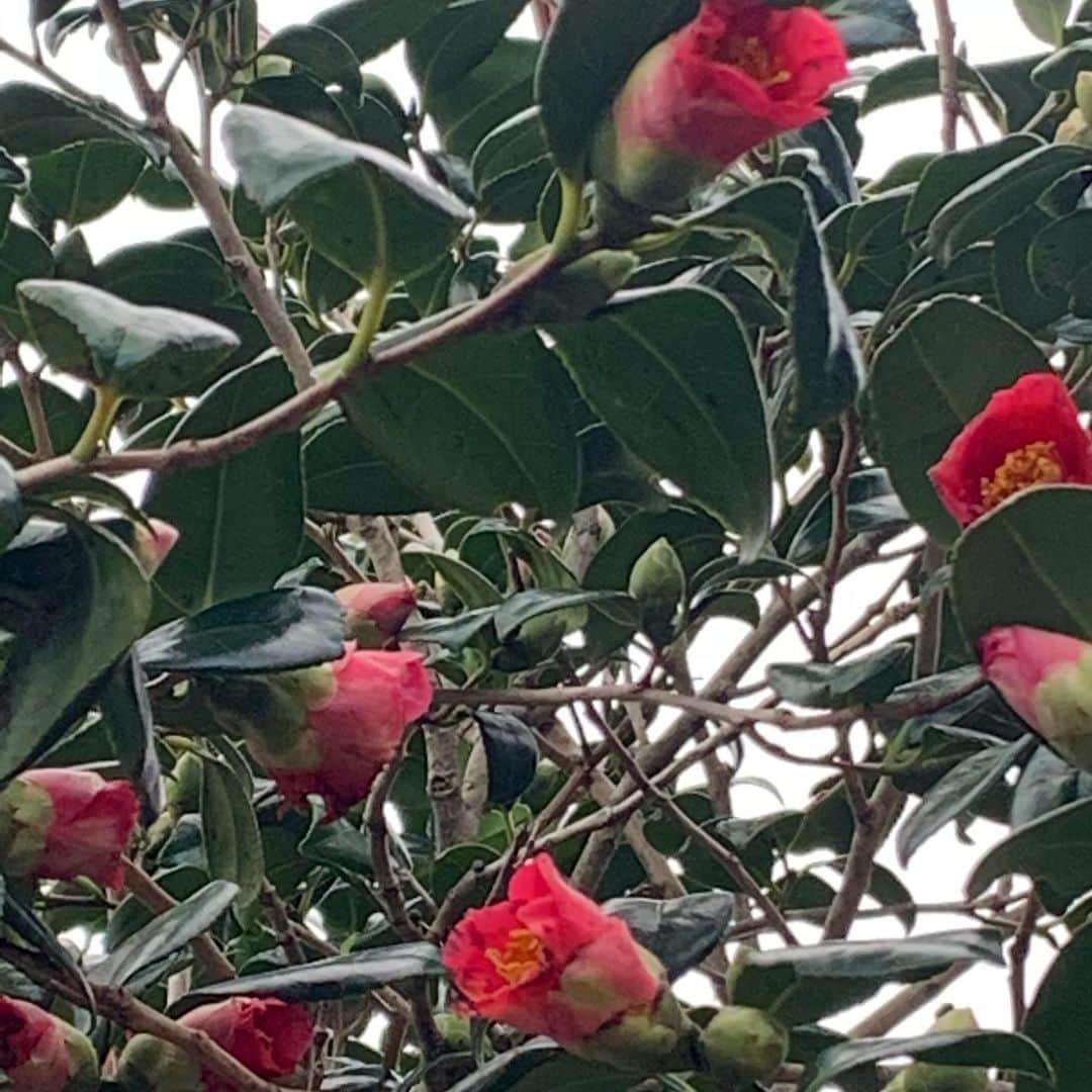 風間ゆみえさんのインスタグラム写真 - (風間ゆみえInstagram)「シンシアガーデンが手がけるオリジナルブランド「凛恋」の"椿" TSUBAKI OIL  加唐島に自生するワイルドな藪椿、1月から3月が開花時期になるのですが、少しフライング気味に早咲きの椿を愛でることができました。  島中の人々が家族ぐるみで、20ヘクタールに45000本ある藪椿の種をひろい、乾燥させ、熱を加えずに低温圧搾して、ワイルドクラフトのピュアな椿油が作られています。  椿油は、オレイン酸が約80%以上をしめる、肌の皮脂と同じ成分(トリグリセリド)が主成分のため、人の肌との親和性が高く、使い心地ちも、とにかく浸透性が良く、さらりとしているのに保湿力が素晴らしい。肌にも髪にも万能に使える、一家に2本くらい備えたいオイルです。  ホントにすごいよ。笑  @bxe_natural  @sincere_garden  @sincere.emi」11月25日 21時35分 - yumie_kazama