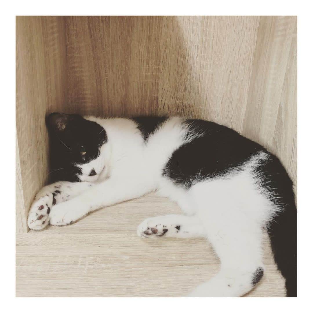 こむぎのインスタグラム：「* いよいよ明日からぶどうくんトライアルスタートです！✨ 本当は11月中旬の予定でしたがぶどうくんの体調が崩れてしまい延期に。(一時的な胃腸炎のようでした💦) 最近はとっても調子の良いぶどうくん👏✨ 最後の夜が寂しすぎて、旦那とぶどうくんを撫でくり回し、愛よ伝われ〜と話しかけています🤣 でもこれはぶどうくんにとって本当の幸せへの一歩！ ほんと嬉しいなぁーートライアル頑張ろうね💪✨  そしてそして！昨日は青井さん( @asano.aoi )が黒猫オッドアイのつばめくんを連れて大学病院へ受診してくださいました😭 つばめくんは崩壊現場にいた頃から特にガリガリで、歯の一部抜歯手術後に体調を崩し輸血が必要となり緊急入院💦 今も貧血の状態が中々良くならず、通院・投薬のケアを青井さんがしてくださっています。 大学病院の先生に細かく説明を聞くことが出来て、改めてつばめくんの体の状態を確認できました😭 詳しくは青井さんが投稿してくださっているのでそちらをご覧くださいー🙇🏻  今回大学病院での検査費用やこれからの病院代のことを考えると、また近々ザビエル首輪のチャリティーウェブショップをやろうかなと思っています🤔💦 でも現場の子たちの脱出のことも年内にどうにかしたいし、やる時間あるかな？😂 頑張ります〜😂😂😂  ぶどうくん、つばめくん、そしてまだまだ里親募集中の猫たちの応援、引き続きよろしくお願いしますー🤗✨✨✨ つばめくんの冬支度可愛いなぁ、痩せてるから小さいサイズになっちゃって丈が足りてないの😍笑 #岐阜多頭崩壊レスキュー」
