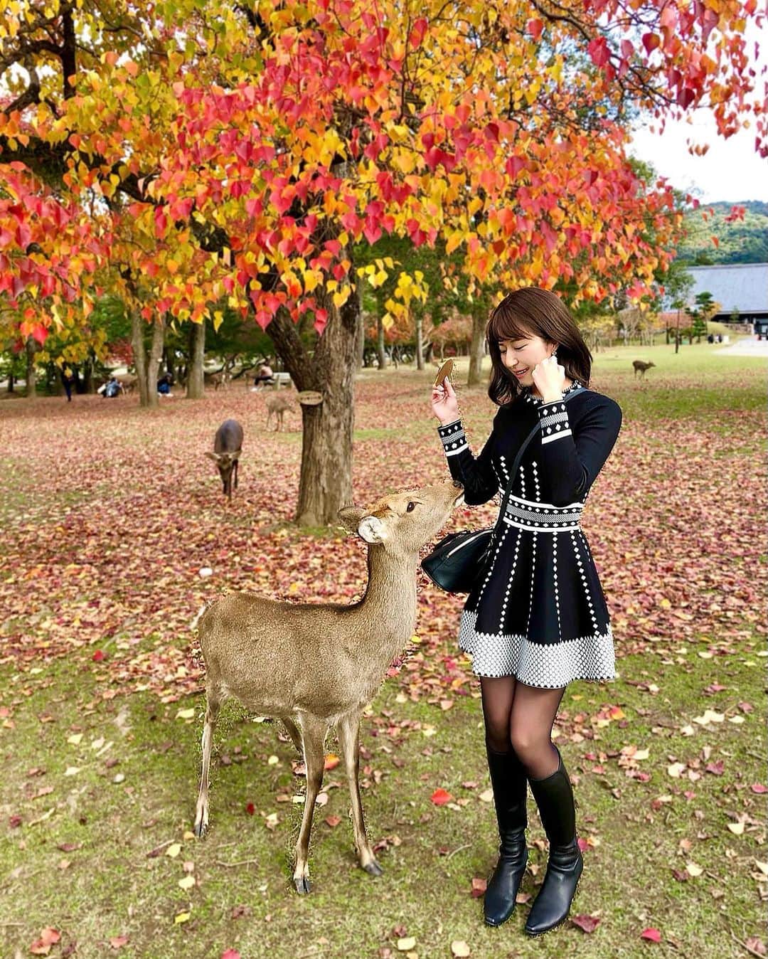 Manaさんのインスタグラム写真 - (ManaInstagram)「🍂🦌💕 鹿さんと私と鹿せんべい🍘 ....🐾２年目の挑戦🥺 . Cute deer in Nara park! They are famous for being friendly and very polite♡ . 小学校の修学旅行で白スカートに思いっきり 蹴りを入れられたという苦い思い出しかなかった 奈良公園の鹿さん( ˶˙ᴗ˙˶ )笑 . 昨年、ようやくリベンジして仲良くなることができ☺️💓 . . 今年は、紅葉の中で一緒に撮りたい！と思い 新たな挑戦をしてみました💪🏻✨ . 元気に歩いて動く鹿さん、 シャッターチャンスは少なめ🦌💨 沢山服をひっぱられたけど可愛かった笑 今年もありがとう。 . . ツーショットも、いい感じ♪ . . . #奈良 #奈良観光 #奈良旅行 #奈良公園 #narapark #奈良の鹿 #naradeer #鹿せんべい #鹿さん #奈良好き #修学旅行 #思い出 #幸せな時間 #動物好き #アニマル写真部 #奈良公園の鹿 #ツーショット #ミニスカート #ミニスカ #ブラックコーデ #紅葉 #紅葉狩り #紅葉2020 #紅葉絨毯 #公園 #お散歩 #のんびり #可愛すぎる #癒された」11月25日 21時40分 - mana.tcy