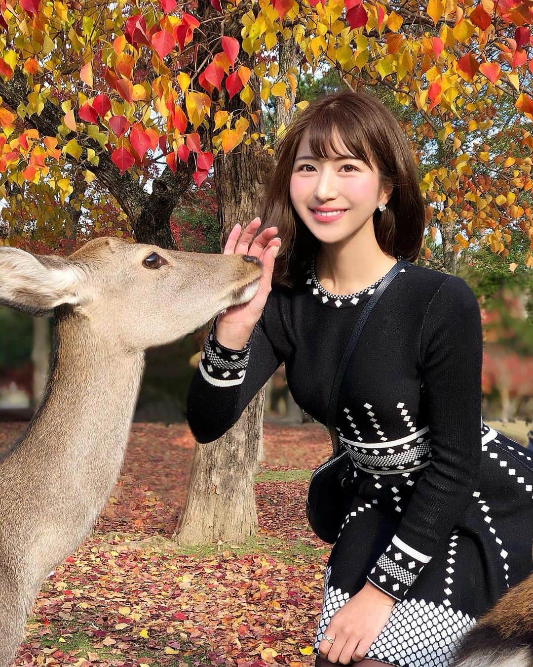 Manaさんのインスタグラム写真 - (ManaInstagram)「🍂🦌💕 鹿さんと私と鹿せんべい🍘 ....🐾２年目の挑戦🥺 . Cute deer in Nara park! They are famous for being friendly and very polite♡ . 小学校の修学旅行で白スカートに思いっきり 蹴りを入れられたという苦い思い出しかなかった 奈良公園の鹿さん( ˶˙ᴗ˙˶ )笑 . 昨年、ようやくリベンジして仲良くなることができ☺️💓 . . 今年は、紅葉の中で一緒に撮りたい！と思い 新たな挑戦をしてみました💪🏻✨ . 元気に歩いて動く鹿さん、 シャッターチャンスは少なめ🦌💨 沢山服をひっぱられたけど可愛かった笑 今年もありがとう。 . . ツーショットも、いい感じ♪ . . . #奈良 #奈良観光 #奈良旅行 #奈良公園 #narapark #奈良の鹿 #naradeer #鹿せんべい #鹿さん #奈良好き #修学旅行 #思い出 #幸せな時間 #動物好き #アニマル写真部 #奈良公園の鹿 #ツーショット #ミニスカート #ミニスカ #ブラックコーデ #紅葉 #紅葉狩り #紅葉2020 #紅葉絨毯 #公園 #お散歩 #のんびり #可愛すぎる #癒された」11月25日 21時40分 - mana.tcy