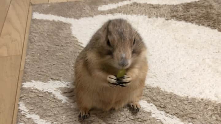 ikaoのインスタグラム：「くんた。Kunta. ブドウも、まぁまぁ好き🍇 #prairiedog #プレーリードッグ #ふわもこ部」