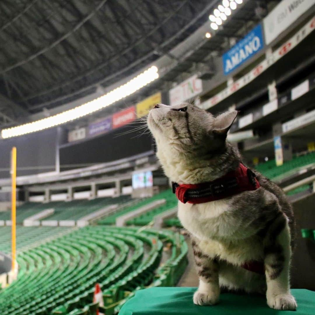 Nyankichi Noranekoさんのインスタグラム写真 - (Nyankichi NoranekoInstagram)「㊗️福岡ソフトバンクホークス 4年連続日本一⚾️  ㊗️福岡軟銀鷹 連續4年奪得日本第一⚾   ㊗️Fukuoka Softbank Hawks won the 20th Japan Series for the fourth consecutive year ⚾  #猫 #cat #고양이 #แมว #貓 #кошка #wats #chat #ニャンスタグラム #gato #catsofinstagram #ねこ部 #旅猫 #cats #aso #japan #猫写真 #ねこ #seekor #ネコ #kitty #パトロール #kucing #kucinglucu #福岡ソフトバンクホークス」11月25日 21時57分 - noraneko_nyankichi