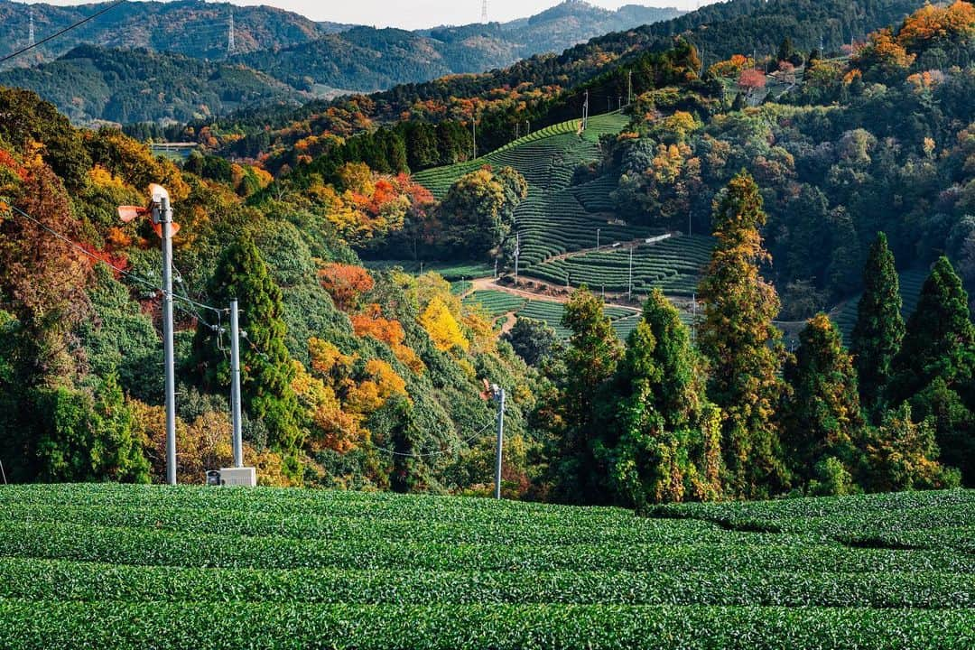 京都いいとこフォトのインスタグラム：「. 茶源郷、和束の秋の風景。 . Autumn scenery of Wazuka. . Location : #和束 Photo : @kohei713 Date : 2020.11.16 .」