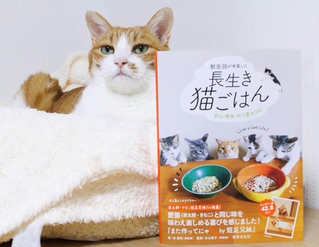 リプリー王子さんのインスタグラム写真 - (リプリー王子Instagram)「2020.11.25 #1125ripleyn @nagaikinekogohan  11月13日発売 『獣医師が考案した長生き猫ごはん』が 届きました！ 食欲にムラがありすぎるりぷこさん。 おやつや水分補給に併用していけたらいいなと 思っています。  #獣医師が考案した長生き猫ごはん  #長生き猫ごはん @chico_ah_323  .  #無敵の親バカ同盟 #シブにゃん隊over10  #チームラスカルにゃん #りぷちん #りぷちん2020 #りぷちんをダメにするベッド」11月25日 22時04分 - ripleyn