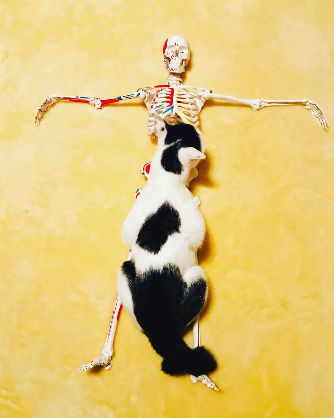 三原康可さんのインスタグラム写真 - (三原康可Instagram)「Human bone model  #humanbone #妹の持ち物 #妹はヤムナインストラクター #人骨模型 #yamuna」11月25日 22時10分 - mihara.yasunori