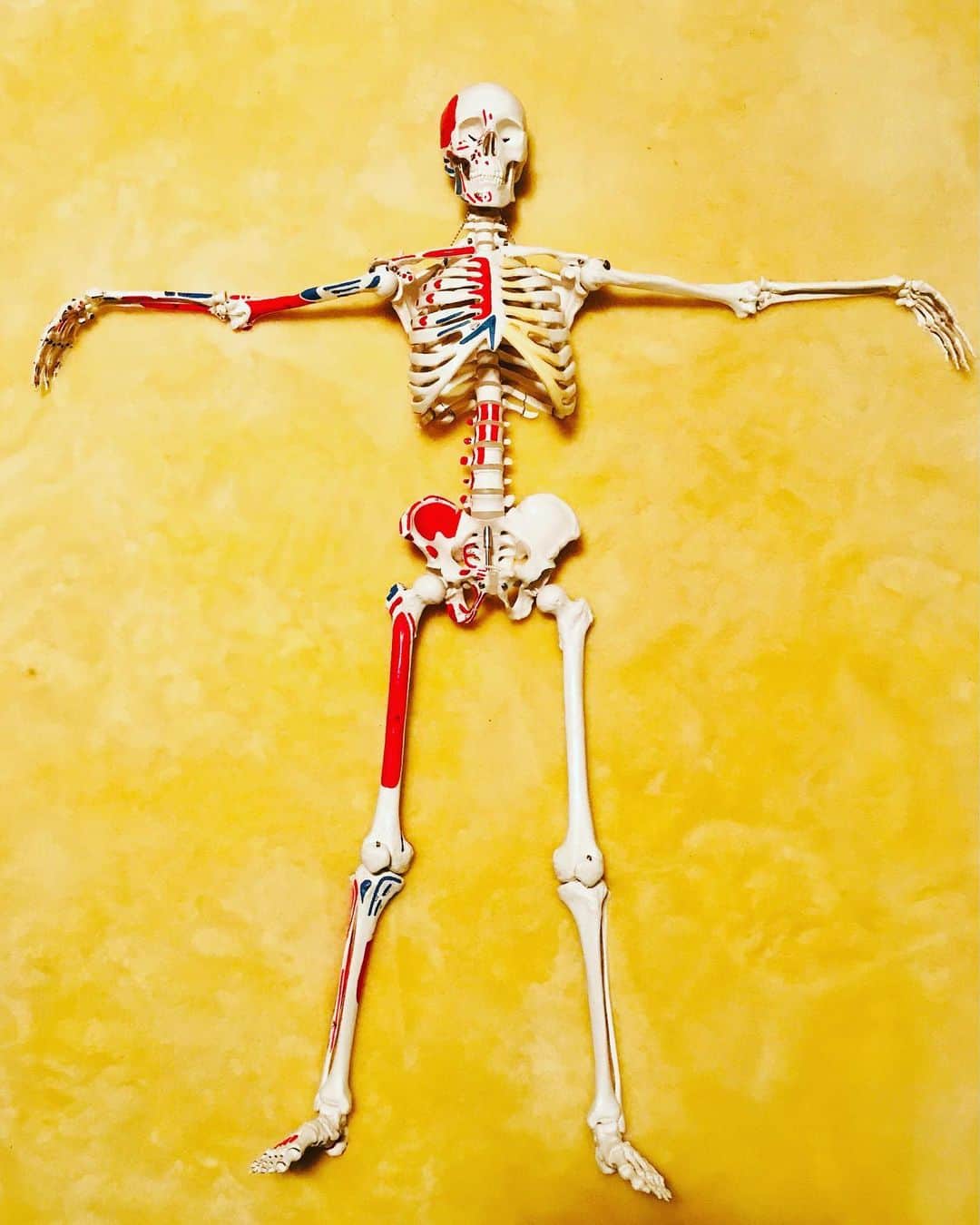三原康可のインスタグラム：「Human bone model  #humanbone #妹の持ち物 #妹はヤムナインストラクター #人骨模型 #yamuna」