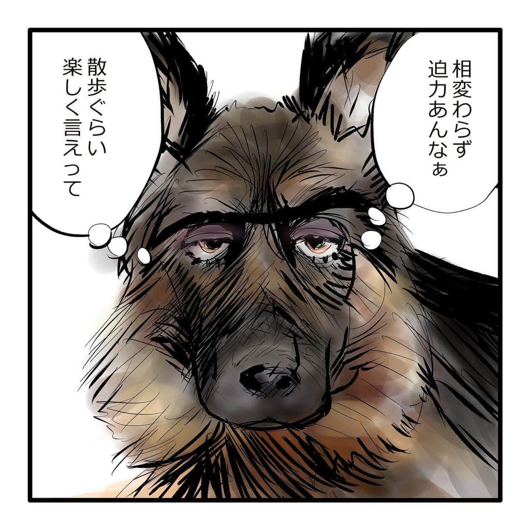 てらりんさんのインスタグラム写真 - (てらりんInstagram)「『ゴボウ』①  漫画らしきものを連載しようかと。 『ゴボウ』という名のシェパードが主人公です。  ひとつの投稿毎には完結しません(笑)。 区切りも明確ではありません(笑笑)。 たぶん不定期です(笑笑笑)。 よろしければ。  #漫画 #マンガ #まんが #インスタ漫画 #創作 #コミック #イラスト #犬 #シェパード #ゴボウ #manga #comic #illustration #art #drawing #dog #germanshepherd #alsatian #gobo」11月25日 13時19分 - terarin08