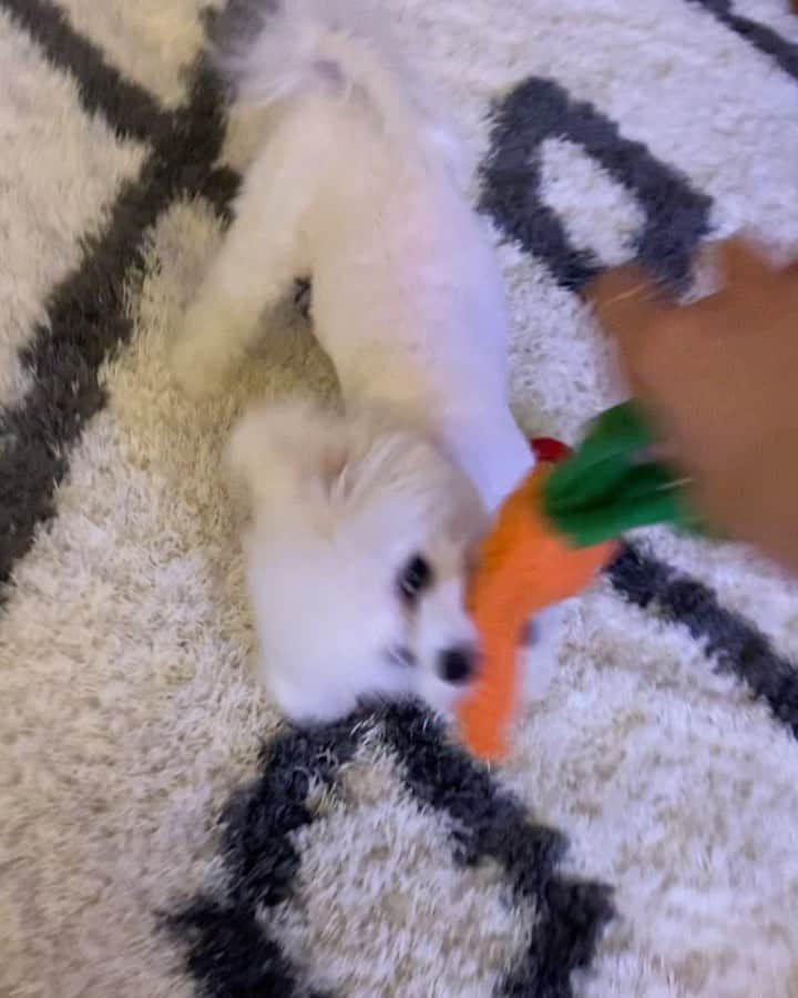 チャン・ヒジンのインスタグラム：「🐶집사야 ~ 배고파서 당근캐왔다~~ 👧 예이~~」