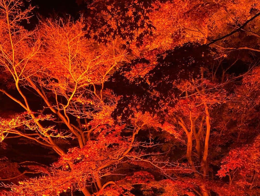 小笠原エリイさんのインスタグラム写真 - (小笠原エリイInstagram)「二十四節気(にじゅうしせっき)は、今でも立春、春分、夏至など、季節を表す言葉として用いられています。日本の季節は24に分かれています🎑 それぞれの節気が日本の季節の移り変わりを感じさせてくれます👘どうしても紅葉を見に行きたく、神戸市にある須磨離宮公園まで行ってきました❗️紅葉ライトアップ、美しい🍂🍁💕極寒でしたが鮮やかな紅葉を見ることが出来てとても満足😆✨日本にいる間に冬も少し楽しもう🎍👏❄️ ・ ・ #四季 #二十四節気 #紅葉 #紅葉ライトアップ #紅葉シーズン #兵庫県 #神戸 #夜の紅葉 #日本 #日本の風景 #須磨離宮公園 #美しい #秋冬 #紅葉見頃 #autumn #autumnleaves #kobe #japan #modellife #beautiful #japaneseculture」11月25日 13時42分 - ogasawaraerii__