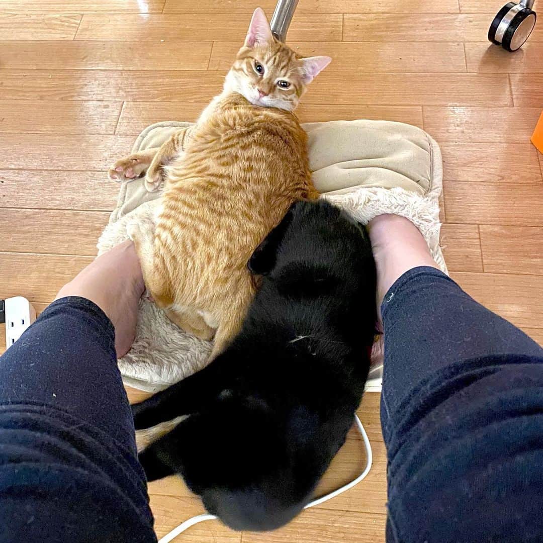 相沢あいのインスタグラム：「チビたちがホットカーペットの素晴らしさに気づいてしまった。苛烈な陣取り合戦を繰り広げている（負けがち）。 _  #ぺーぽん #cat #kitten #catstagram #catsofinstagram #catsagram #子猫 #保護猫 #保護ねこ #仔猫 #ねこ #cat_of_instagram #cat_of_world #catlife #catlover #catlovers #fluffy #fluffycat #にゃんすたぐらむ #ねこすたぐらむ #blackcat #orangecat #黒猫 #茶トラ #ホットカーペット #足温器」