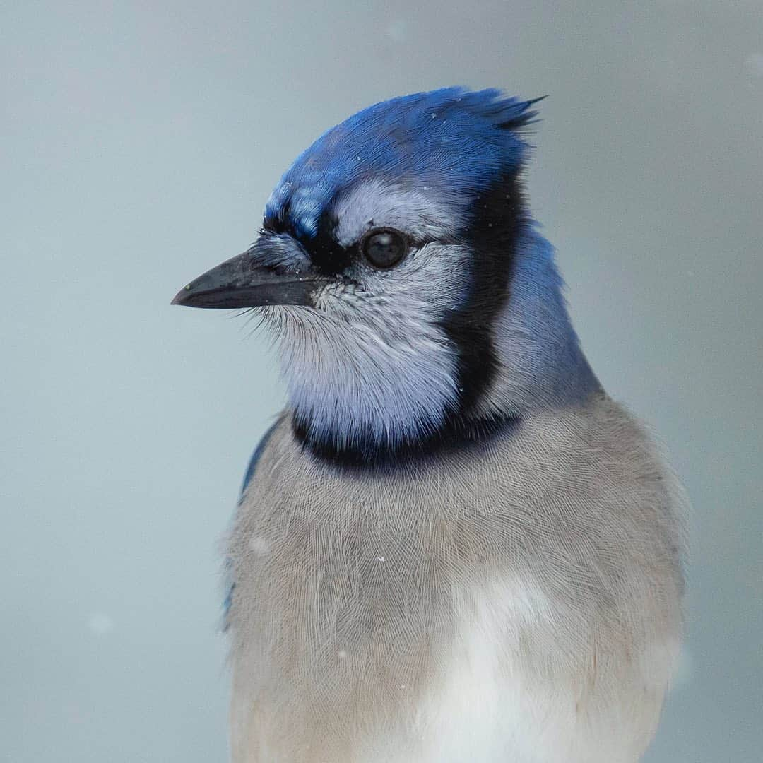 Tim Lamanさんのインスタグラム写真 - (Tim LamanInstagram)「Photo by @TimLaman.  Blue Jay portrait.  Sharing a few more backyard birds from our recent snowstorm as we head into the holiday.  More snow should be on its way next week to enhane the beauty of the backyard!  Hope you all have a safe and enjoyable holiday this week, and make some time to enjoy nature outside. The future is looking brighter! #bluejay #snow #birds #nature #NewEngland #blue」11月25日 14時05分 - timlaman